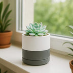 D'vine Dev 4-Pack Ceramic Pots with Saucers, White/Grey, 3.5 in, 94-X-A-6 - Image 3