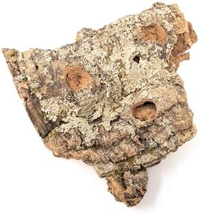 Air Plant Shop Medium Tabletop Cork Bark Display with 3 Tillandsia Air Plants - Wholesale and Bulk - Succulents - Live Tillandsia - Easy Care Indoor and Outdoor House Plants - Image 5