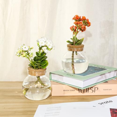 Plant Propagation Station,Hydroponic Terrarium Vase,Desktop Glass Planter Station,for Houses,Garden Decorations,ropagating Hydroponic Plants,Centerpiece Office,Home Garden Decor (9) - Image 3