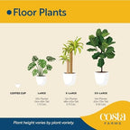Costa Farms Snake Plant, Live Indoor Plant, Air Purifying, Easy Low Light - Image 4