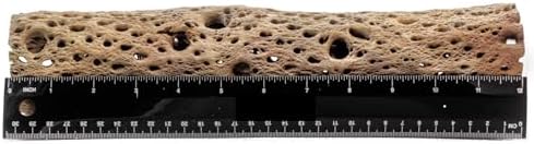 3, 6, 9, 12 Inch All Natural Teddy Bear Cholla Wood Extra Hollow Untreated Organic Aquarium Driftwood Decoration Chew Toy Shrimp Crab Cichlid Nano Tank Birds 1 or 5 Pieces (1 Piece, 12 inch) - Image 2