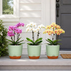 QCQHDU 5.7Inch Orchid Pots with Holes for Repotting, Double-Layer Plastic Self Watering Flower Pots for Indoor Plants with Drainage Holes, Clear Orchid Pot Match Decorative Orchid Container, 3 Packs - Image 5