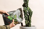 High Drainage Cactus Soil Potting Mix with Mycorrhizal Fungi - 8 Pounds / 4 Quarts of Soil for Succulents and Cactus - Slightly Acidic, Gritty Soil for Healthy Indoor Plants - Spike & Bloom - Image 5