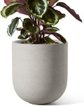 LE TAUCI 8 Inch Ceramic Plant Pot, Indoor Planter, Neutral Gray by LETAUCI