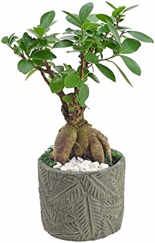 Arcadia Garden Products LV56 Ginseng Ficus Bonsai Live Indoor Plant in Tropico Leaf Ceramic Planter for Home, Work, or Gift, Green *Cannot Ship to California* by Unknown