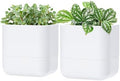 Phoenix Vine 6.5 Inch Wall Mounted Self-Watering Planter Pot for Indoor Houseplants and Herbs | Hanging Planter for Window Sills, Bathroom Walls, Home & Office Décor, White, Set of 2, 01-C-D-2 by Phoenix+Vine