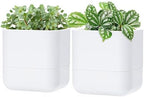 Phoenix Vine 6.5 Inch Wall Mounted Self-Watering Planter Pot for Indoor Houseplants and Herbs | Hanging Planter for Window Sills, Bathroom Walls, Home & Office Décor, White, Set of 2, 01-C-D-2 by Phoenix+Vine