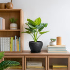 Ceramic Planter 6 Inch, Ceramic Plant Pots Indoor, Black - Image 6