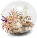 Large Hand-Blown Glass Terrarium Kit with 3 Ionantha Air Plants - Live Tillandsia Succulent House Plant - Wholesale and Bulk - Home and Garden Decor - Easy Care Indoor and Outdoor Plants by TheAirPlantShop