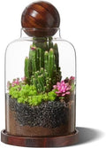 Yangbaga Tall Glass Terrarium Jar: House for Succulent Plant/Moss/Fish by Hanber