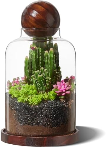 Yangbaga Tall Glass Terrarium Jar: House for Succulent Plant/Moss/Fish by Hanber