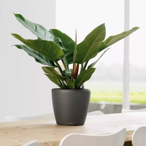 Lechuza 16043 Classico LS 28 Self-Watering Planter, Charcoal Metallic - Image 2