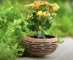 Rainforest Bowls Set of 4 Horizons Coconut Planters w/Drainage Hole- Perfect for Succulents, Flowers, Small Plants, Indoor & Outdoor Gardens- Handcarved by Artisans, Eco-Friendly & Sustainable - Image 2
