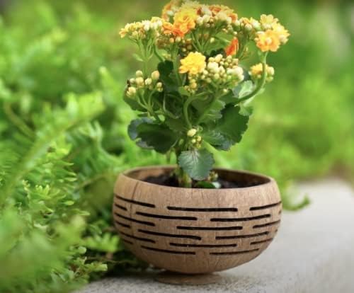 Rainforest Bowls Set of 4 Horizons Coconut Planters w/Drainage Hole- Perfect for Succulents, Flowers, Small Plants, Indoor & Outdoor Gardens- Handcarved by Artisans, Eco-Friendly & Sustainable - Image 2