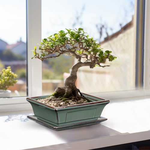 Villa Como Set of 2 Bonsai Pots with Drainage Tray, 7.5" Green Glazed - Image 6