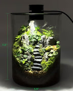 Desktop Glass Terrarium with Grow Light (7.5" H x 5.9" D) - for Succulents, Moss, Mini Gardens, Betta Fish Tanks, Mushroom Cultivation | Indoor Plant Growth | Office/Home Decor | Plant Lover Gifts - Image 3