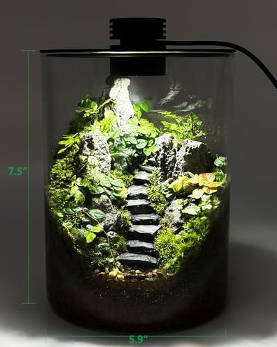 Desktop Glass Terrarium with Grow Light (7.5" H x 5.9" D) - for Succulents, Moss, Mini Gardens, Betta Fish Tanks, Mushroom Cultivation | Indoor Plant Growth | Office/Home Decor | Plant Lover Gifts - Image 3