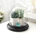 Plymor 5.5" x 5.5" Glass Display Dome Cloche (Black MDF Wood Base) - Image 3
