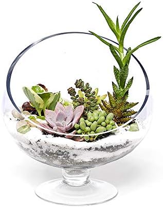 WGV Slant Cut Bowl Glass Vase Bulk with Stand, Width 6.5", Height 7", Clear Planter Terrarium, Candy Dish, Fruit Jar for Wedding Party Event, Home Office Decor, 8 Pieces - Image 5