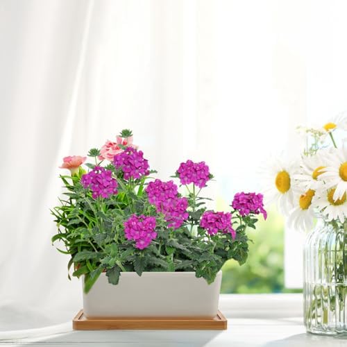 VILLCASE White Ceramic Succulent Flower Pots 2 Sets with Tray for Garden - Image 4