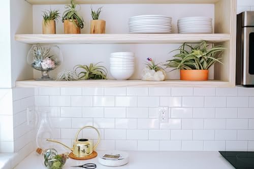 Air Plant Shop Double Hooks Terrariums with Tillandsia Juncea, Bulbosa, & Ionantha Air Plants- Wholesale and Bulk - Succulents - Live Tillandsia - Easy Care Indoor and Outdoor House Plants (Pack of 3) - Image 4