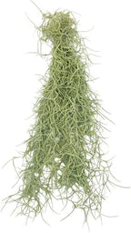 ragnaroc Tillandsia Usneoides ‘Thick-Colombian Spanish Moss’ - ragnaroc Indoor Tropical Plant 16” / 9 oz - Live Arrival Guaranteed - Live Air Plant & House Plants for Home Decor & Gift - Image 4