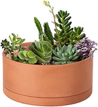 D'vine Dev Terracotta Shallow Planter Pot with Saucer, 10 in, 40-Y-B-0 by DvineDevPlanterPotsandStand