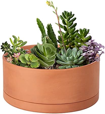 D'vine Dev Terracotta Shallow Planter Pot with Saucer, 10 in, 40-Y-B-0 by DvineDevPlanterPotsandStand