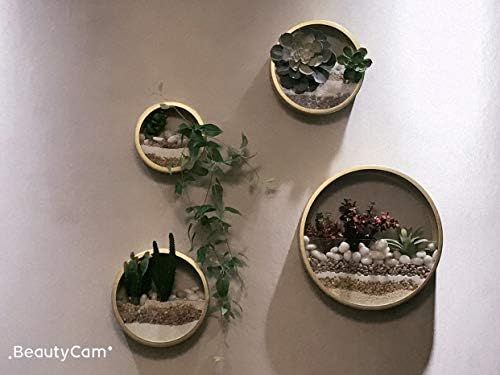 3 Pack Set Wall Planters,Modern Round Glass Wall Planter Succulent Planter Circle Iron Hanging Planter Vase for Herb,Small Cactus Perfect for Balcony, Room and Patio Decor (Gold) - Image 5
