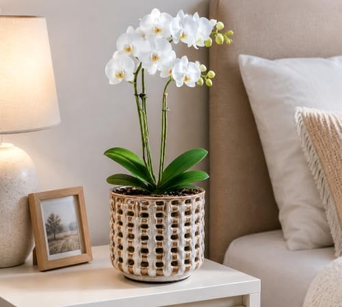 D'vine Dev 6.7 Inch Ceramic Orchid Planter with Lattice Cutout Design, Glazed Cachepot with Clear Nursery Pot & Detachable Saucer for Orchids and Indoor Plants, Stone Taupe, 28-A-Y-7 - Image 2