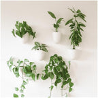 Make Good PlantPod Luxe - Self-Watering Wall Planters (Set of 6) - Easy to Water and Install - Lightweight - Design Your Own Vertical Garden - Wall Planters for Indoor Plants by MakeGood