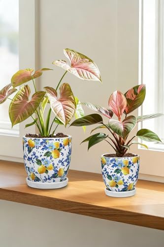 5.3+4.3 inch Ceramic Plant Pots, Set of 2 Blue and White Plant Pot with Drainage Holes and Saucers Small Lemon Indoor Planters Decorative Flower Pots for Succulents, Cacti, Snake Plants, and Herbs - Image 7