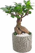 Arcadia Garden Products LV57 Ginseng Ficus Bonsai Live Indoor Plant in Tropico Leaf Ceramic Planter for Home, Work, or Gift, Gray *Cannot Ship to California* by Unknown