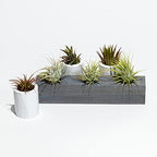 Air Plant Decor Air Plant Holder, 3 Ceramic Tabletop Modern Planter, 1 Solid Red Cedar Holder Made in The USA, Plus 6 Free Tillandsia (Modern Gray) by CALI+KIWI+PROS