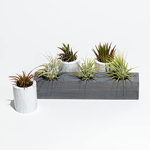 Air Plant Decor Air Plant Holder, 3 Ceramic Tabletop Modern Planter, 1 Solid Red Cedar Holder Made in The USA, Plus 6 Free Tillandsia (Modern Gray) by CALI+KIWI+PROS