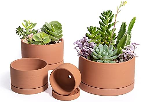 D'vine Dev Set of 4 Terracotta Shallow Planter Pots for Succulent, 3 Inch 4 Inch 5 Inch 6 Inch, Small Flower Plant Pots with Drainage and Saucer, 40-Z-0 by DvineDevPlanterPotsandStand