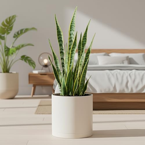 D'vine Dev 3-Pack Plastic Pots & Saucers, 8/10/12 in, Oatmeal, 74-V-H-5 - Image 5