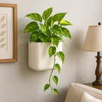 Phoenix Vine 6.5 Inch Wall Mounted Self-Watering Planter Pot for Indoor Houseplants and Herbs | Hanging Planter for Window Sills, Bathroom Walls, Home & Office Décor, Oatmeal, Set of 2, 01-C-G-2 - Image 4