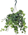 American Plant Exchange English Ivy – 8-Inch Hanging Basket – Live Easy Care Vining Houseplant, Elegant Trailing Foliage for Home, Office, or Patio Decor by AmericanPlantExchange