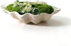 Artificial Shell Moss Bowl Artificially Made Shell Moss Decorative Center Any Decoration Style can be Matched with it. Applicable to Various Places Living Room, Study, Party Venue by Unknown