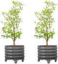 Rolling Metal Citrus Tree Planter Pot, 21″ Round Planter Box for Porch Patio & Backyard, 20 Gallon Large Planter Pot with Wheels for Growing Olive Trees Tomatoes Vegetables Flowers, 2 Pack Modern Gray by VegoGarden