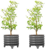 Rolling Metal Citrus Tree Planter Pot, 21″ Round Planter Box for Porch Patio & Backyard, 20 Gallon Large Planter Pot with Wheels for Growing Olive Trees Tomatoes Vegetables Flowers, 2 Pack Modern Gray by VegoGarden
