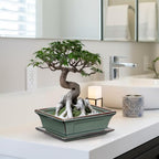 Villa Como Set of 2 Bonsai Pots with Drainage Tray, 7.5" Green Glazed - Image 7