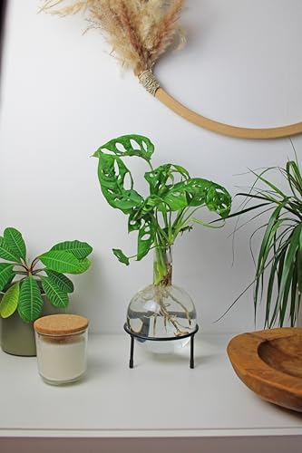 Winkee - Hydrovase Flora | Flower Vase with Metal Stand | Table Planter | Modern Decoration | Glass Propagation Station | Cut-Out Plants Glass | Root Glass Vase | Gift for Mother's Day, Birthday - Image 2