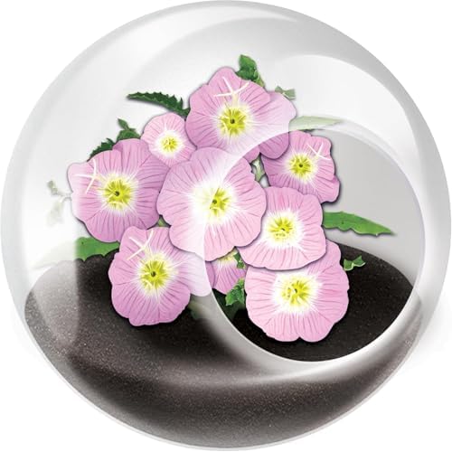 Unique Gardener Tiny Terrarium Plant Seeds 6 Variety Pack, DIY Indoor Succulents and Live Plants for Home or Garden Planting, Assorted Flowering Pack - Image 7