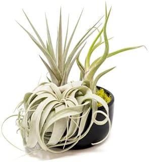 Air Plant Shop Large Assembled Air Plant Bowl Garden - Wholesale and Bulk - Succulents - Live Tillandsia - Easy Care Indoor and Outdoor House Plants (1 Xerographica and 2 Large Air Plants) by TheAirPlantShop