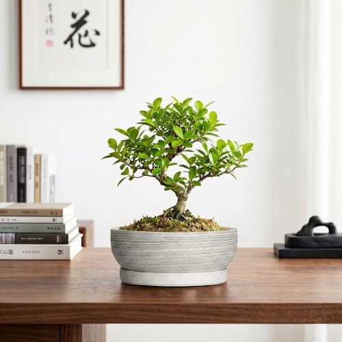 Ceramic Bonsai Planter, 8 Inch Succulent Pot with Tray, Brushed Grey - Image 7