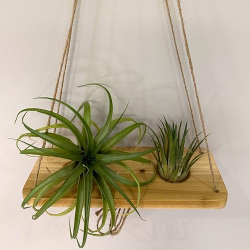 Tierra Garden Double Air Plant Swing Set – Hanging Multi-Plant Display for 2 to 4 Air Plants, Natural Poplar Wood with Twine & Beads - Air Plant Holder - Image 5