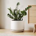 LE TAUCI 10 inch Plant Pot, Ceramic Pots for Plants, White by LETAUCI