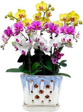 W&W Orchid Pot with Holes and Saucer for Repotting and Better Grow, Blue and White, 7" by WWHomeDecor